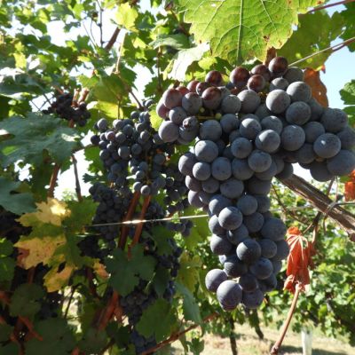 La "Vendemmia 2022":Le Pignole