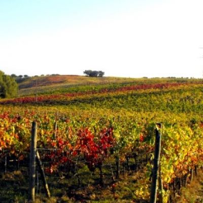 Poderi Arcangelo