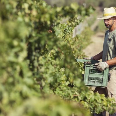 Tenuta Fertuna: Vendemmia 2020
