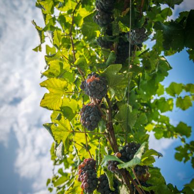 Tenuta La Presa
