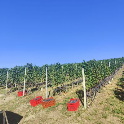 La Vendemmia 2022: Les Crêtes