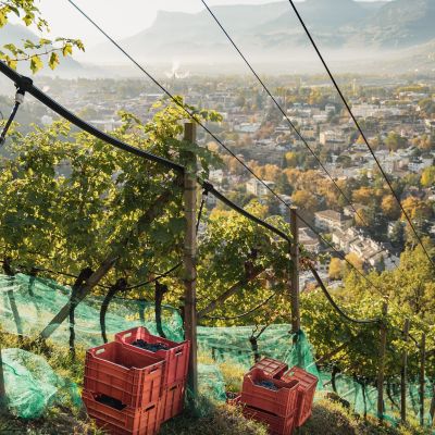 La Vendemmia 2022: "Kellerei Meran"